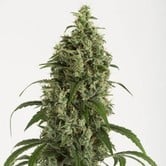 Moby Dick Autoflowering (Dinafem) feminized