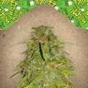 Auto Speed Bud (Female Seeds) feminized