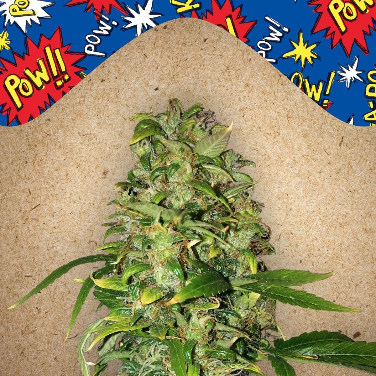 Auto Ak 77V (Victory Seeds)