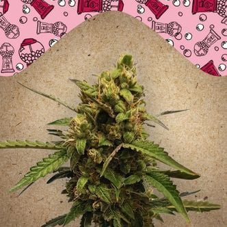 Auto Bubble (Female Seeds) feminized