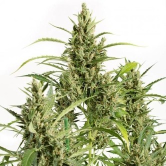 Original Amnesia Autoflowering (Dinafem) feminisiert