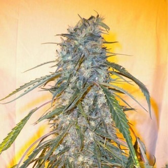 Annapurna SuperAuto (Flash Auto Seeds) feminized