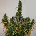 Formula One Auto (Flash Auto Seeds) feminized