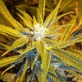 Jet 47 Auto (Flash Auto Seeds) feminized