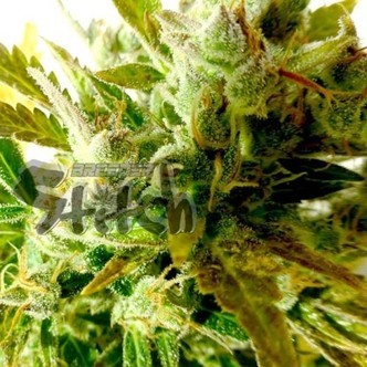 Kush Van Stitch Auto (Flash Auto Seeds) feminized