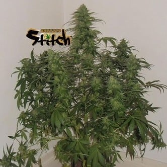 Russian Fuel Auto (Flash Auto Seeds) feminized