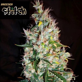 Russian Haze Auto (Flash Auto Seeds) feminized