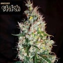 Russian Haze Auto (Flash Auto Seeds) feminized