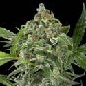 White Cheese Autoflowering (Dinafem) feminisiert