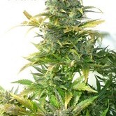 Stardust Auto (Flash Auto Seeds) feminized