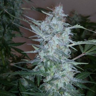 White Sirius Auto (Flash Auto Seeds) feminized