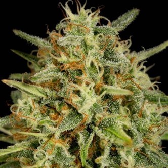 Strawberry Amnesia (Dinafem) feminized