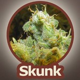 Skunk (John Sinclair Seeds) feminized