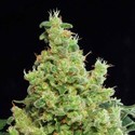 Blue Hash (Dinafem) feminized