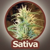 Trans Love (John Sinclair Seeds) feminized