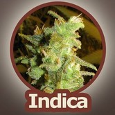 Viper (John Sinclair Seeds) feminized