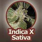 White Panther (John Sinclair Seeds) feminized