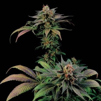 Blue Widow (Dinafem) feminized