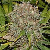 AK-48 (Sagarmatha Seeds) feminized