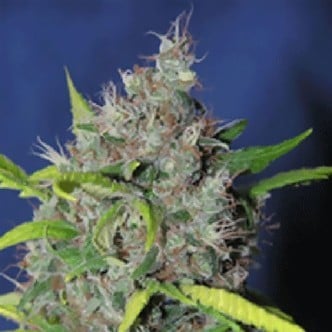 Blueberry Bud (Sagarmatha Seeds) feminisiert