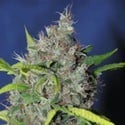 Blueberry Bud (Sagarmatha Seeds) feminized