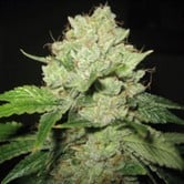 Cal-Train Wreck (Sagarmatha Seeds) feminized
