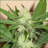 Cheez Wreck (Sagarmatha Seeds) feminized