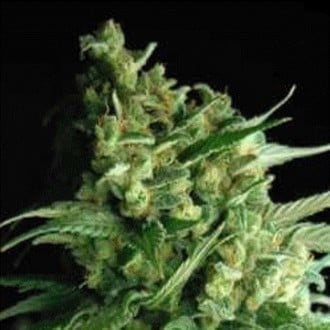 Double Bubble Berry (Sagarmatha Seeds) feminisiert