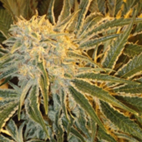 Northern Lights 9 (Sagarmatha Seeds) feminized - Zamnesia