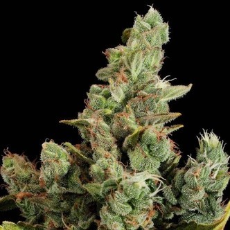 Cheese (Dinafem) feminized