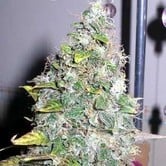 Smurfberry (Sagarmatha Seeds) feminized