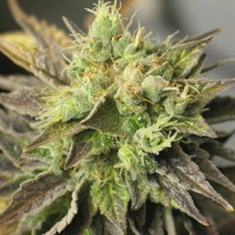 Strawberry D-Lite (Sagarmatha Seeds) feminisiert