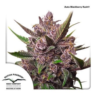 Auto Blackberry Kush (Dutch Passion) feminisiert