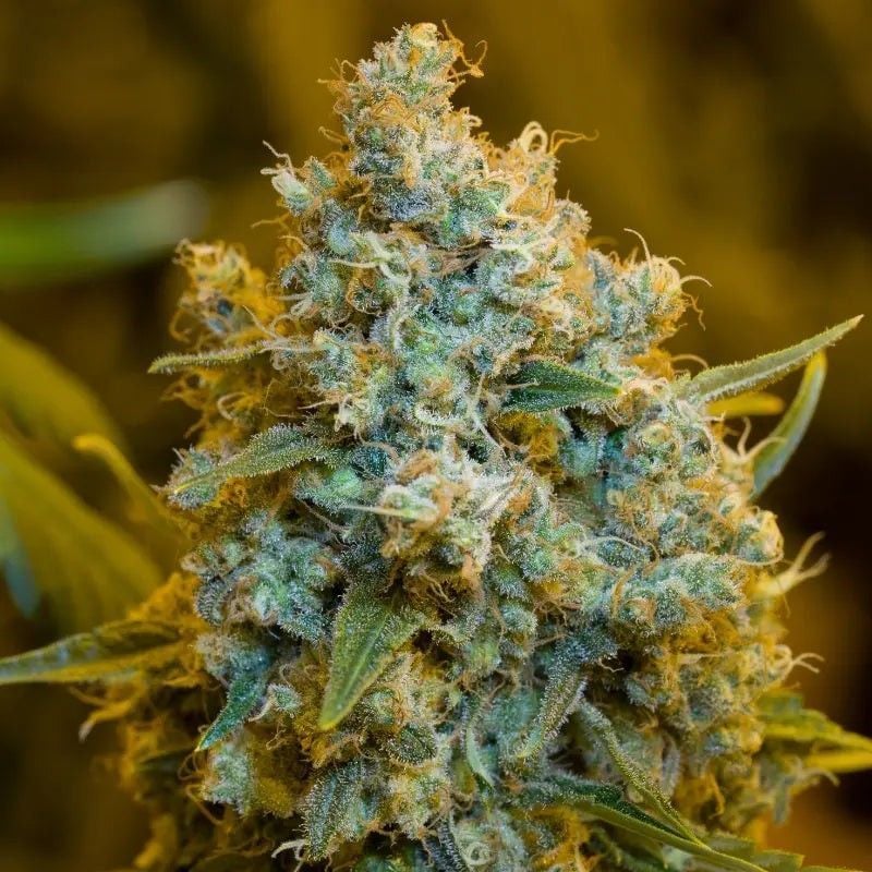 Quick Critical+ Plus Feminisiert (Dinafem Seeds)
