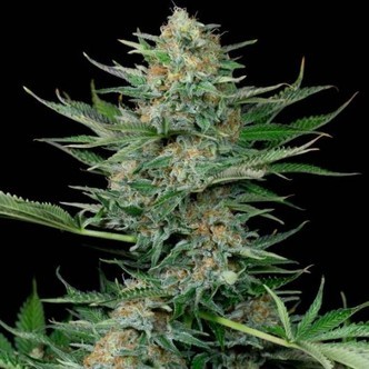 Industrial Plant (Dinafem) feminized