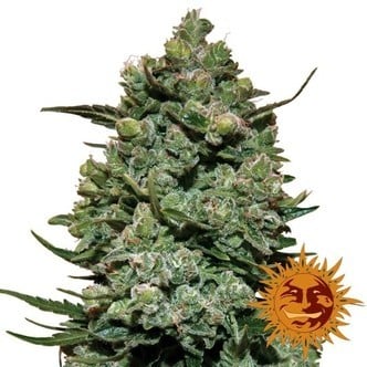 Cookies Kush (Barney's Farm) feminisiert