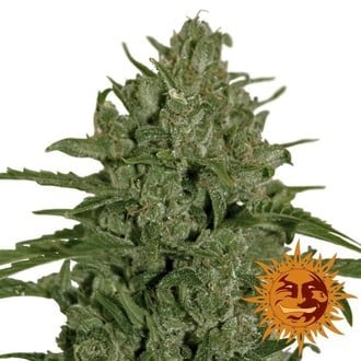 Triple Cheese (Barney's Farm) feminisiert