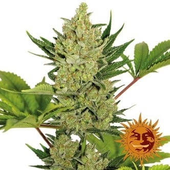 Blue Cheese Auto (Barney's Farm) feminisiert