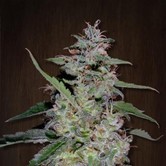 China Yunnan (ACE Seeds) feminized