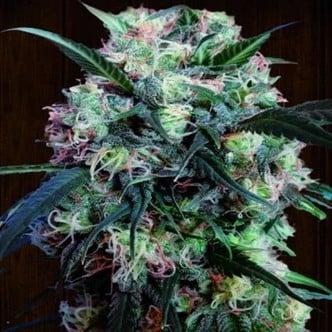 Kali China (ACE Seeds) feminized