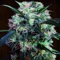 Kali China (ACE Seeds) feminisiert