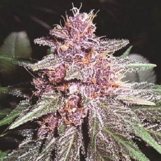 Violeta (ACE Seeds) feminisiert