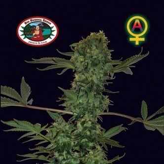 Big Buddha Cheese Automatic (Big Buddha Seeds) feminisiert