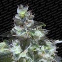 Original White Widow (Paradise Seeds) feminisiert