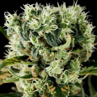 Moby Dick 2 (Dinafem) feminized