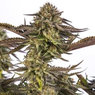 Zombie Kush (Ripper Seeds) feminisiert