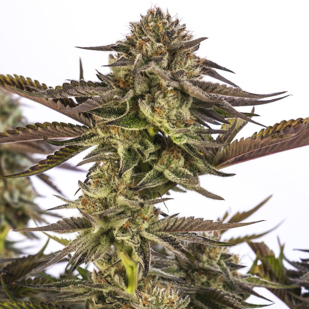 Zombie Bride Feminisiert (Ripper Seeds)
