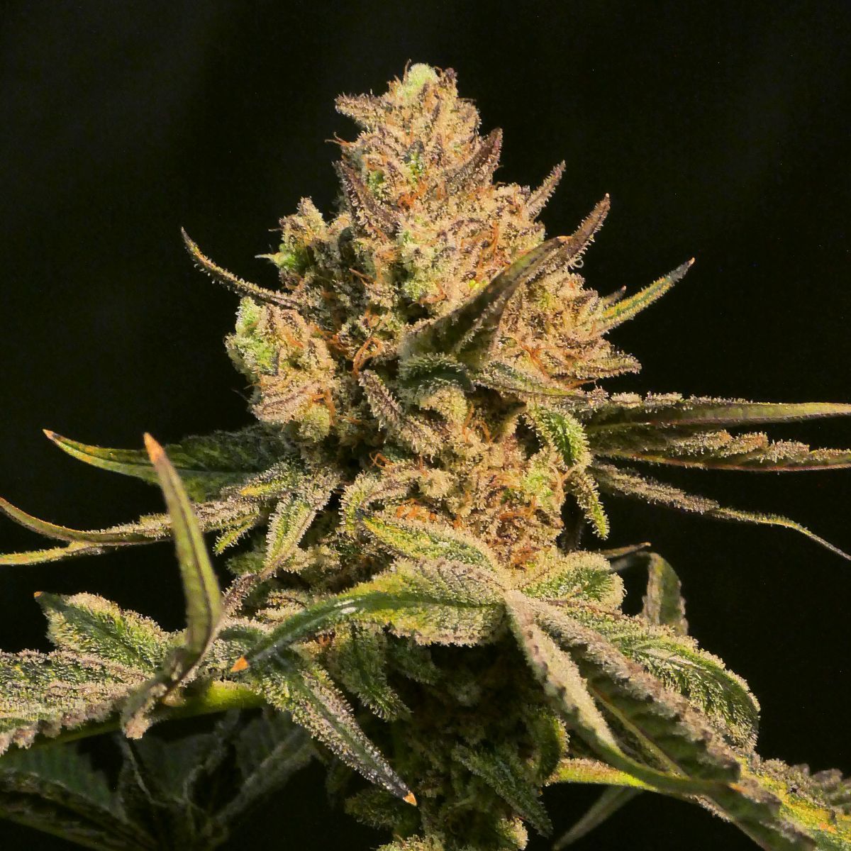 Washing Machine Feminisiert (Ripper Seeds)