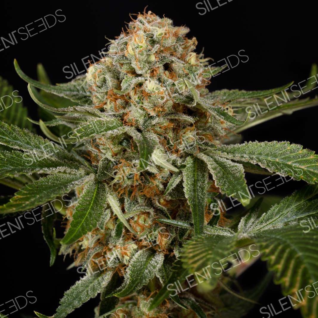 Triple Cheese Feminisiert (Dinafem Seeds)