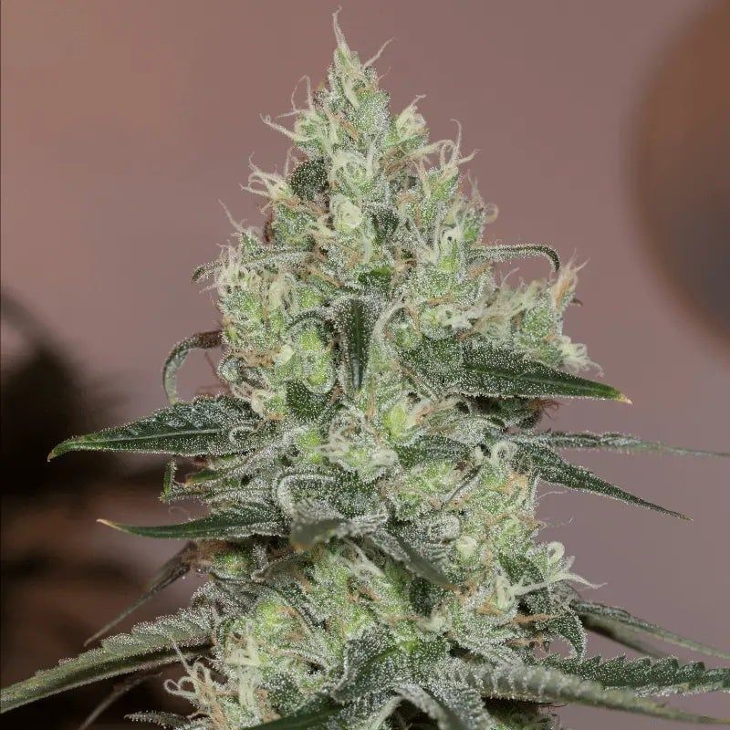 Original Amnesia | Silent Seeds